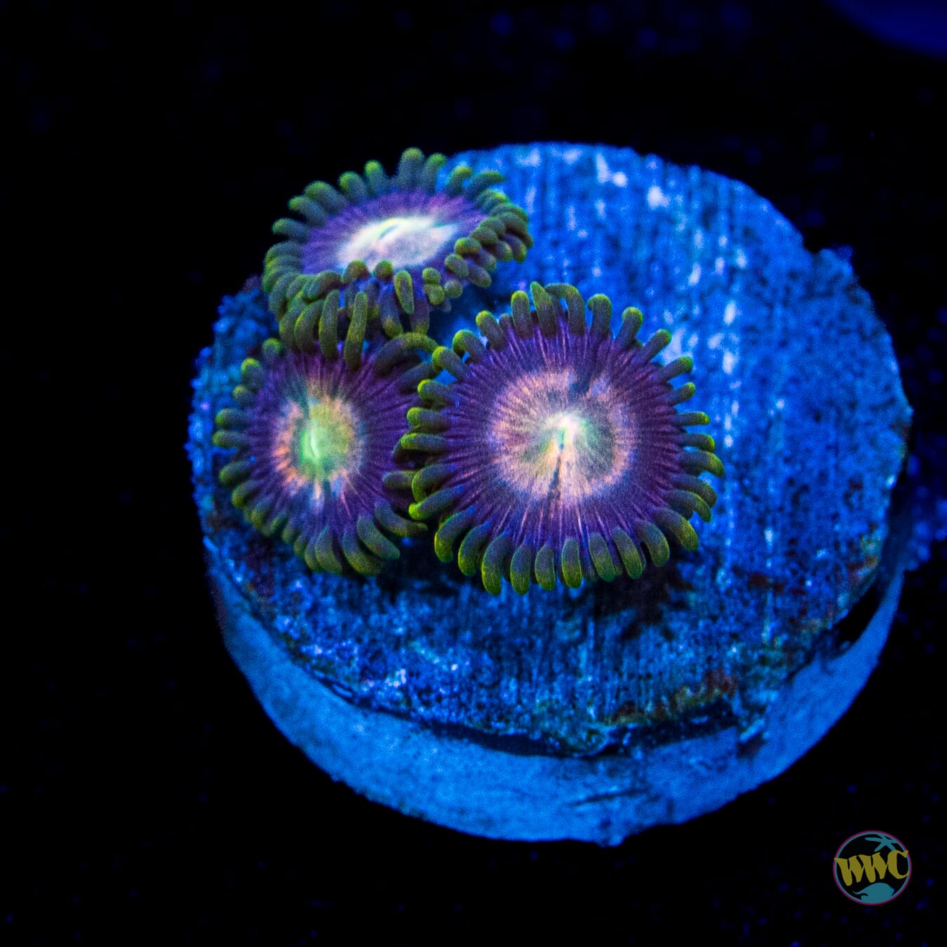 Pinwheel Zoanthids