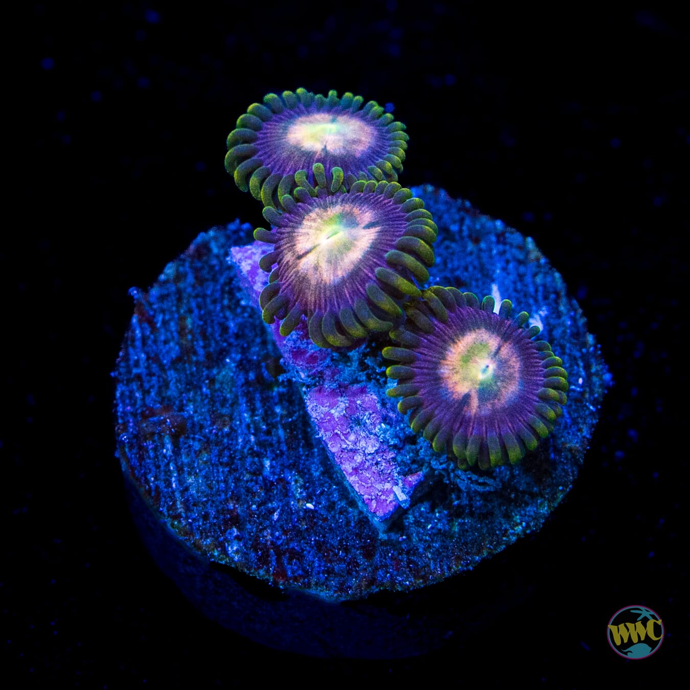 Pinwheel Zoanthids