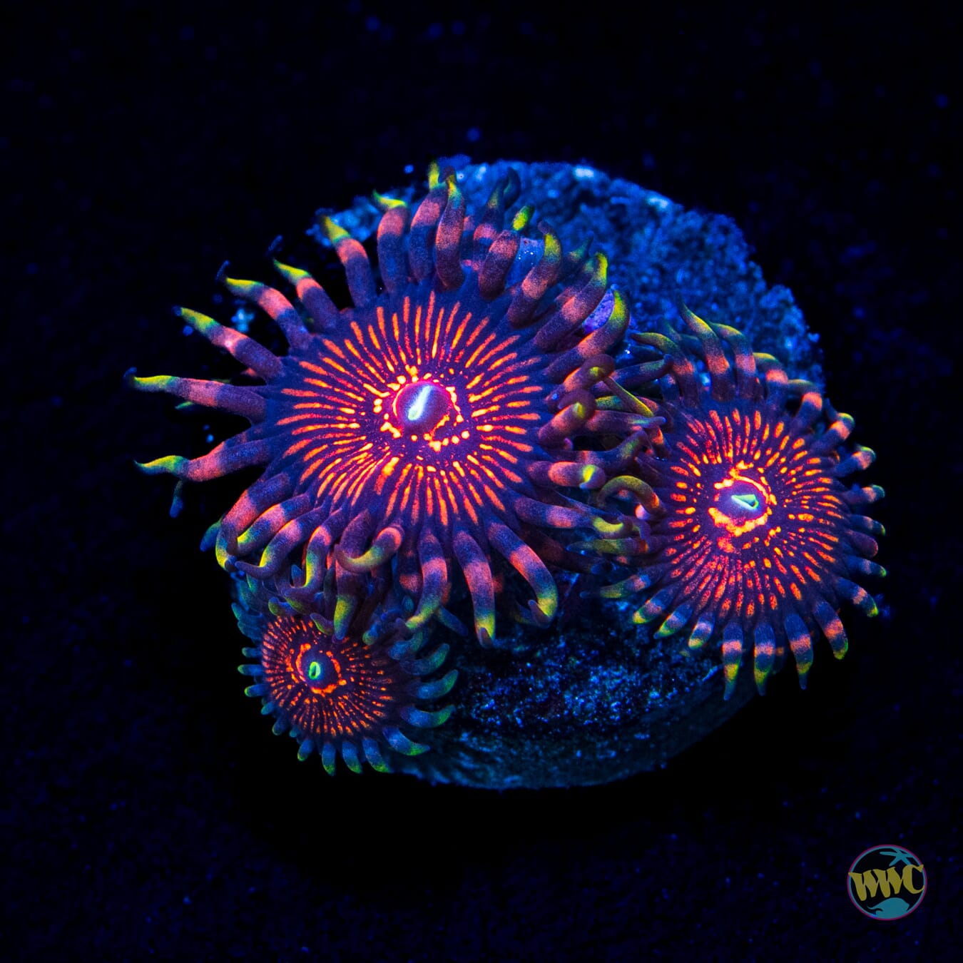ARC Nightcrawler Zoanthids