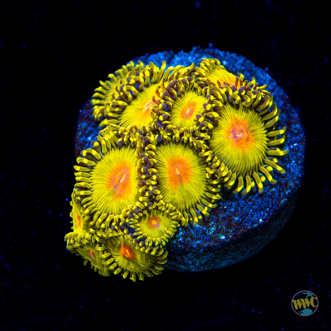 WWC Golden Gods Zoanthids