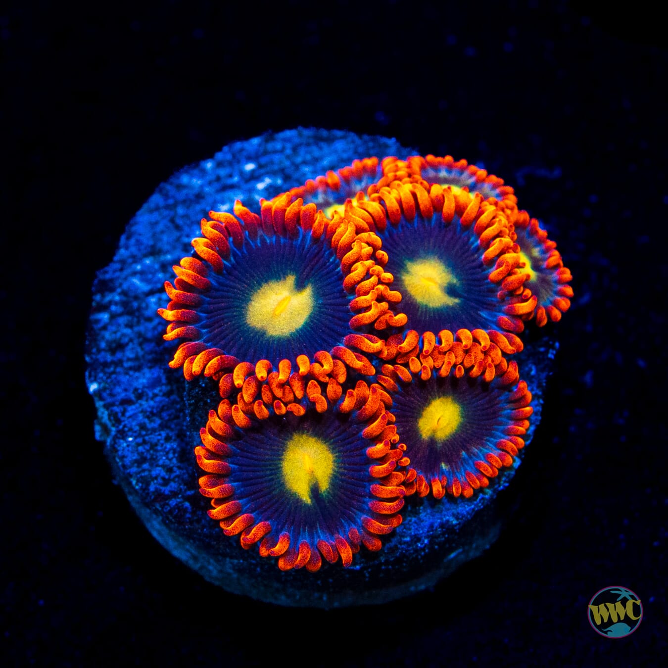 WWC Mandarin Monster Zoanthids