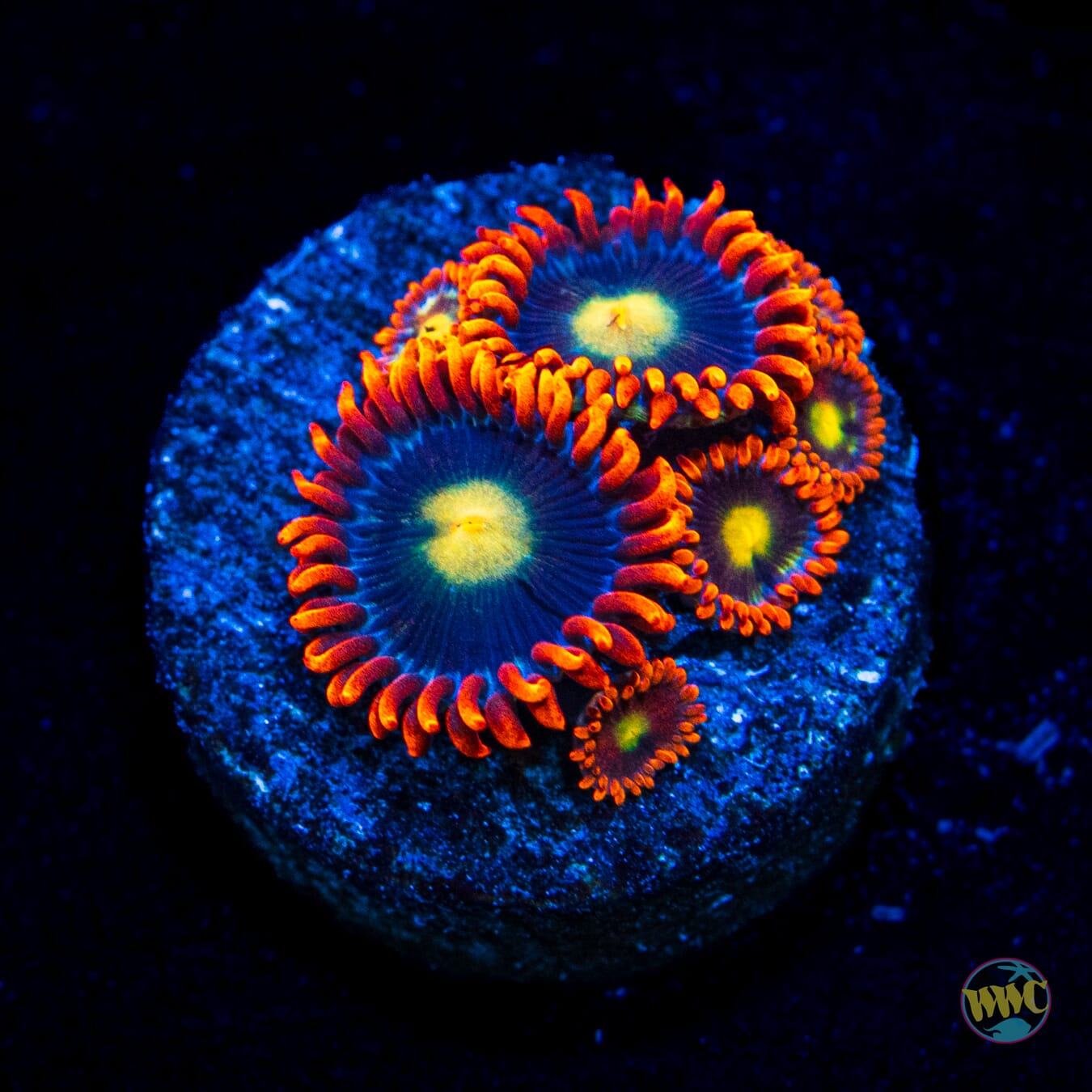 WWC Mandarin Monster Zoanthids