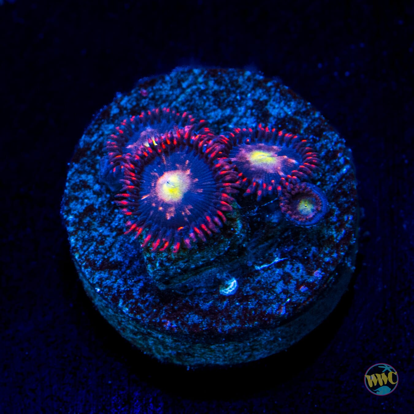 WWC Egg Yolks Zoanthids