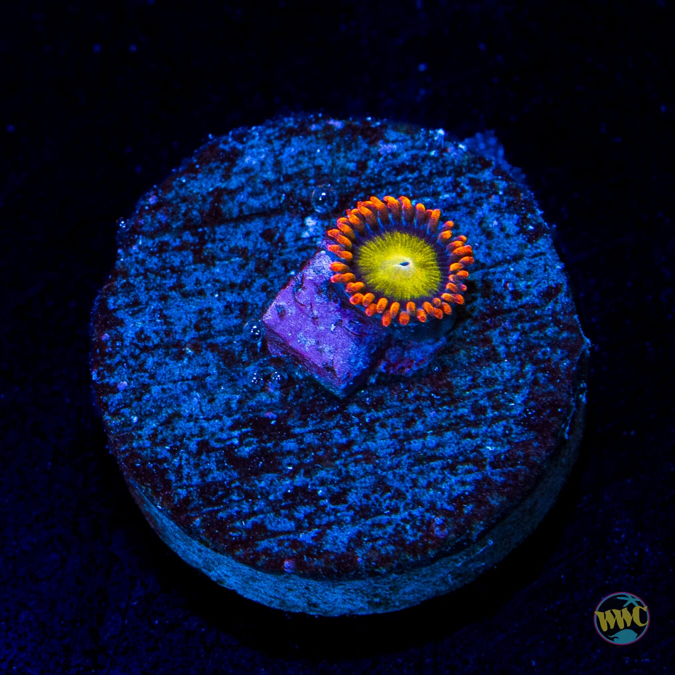 Mandarin Orange Zoanthids