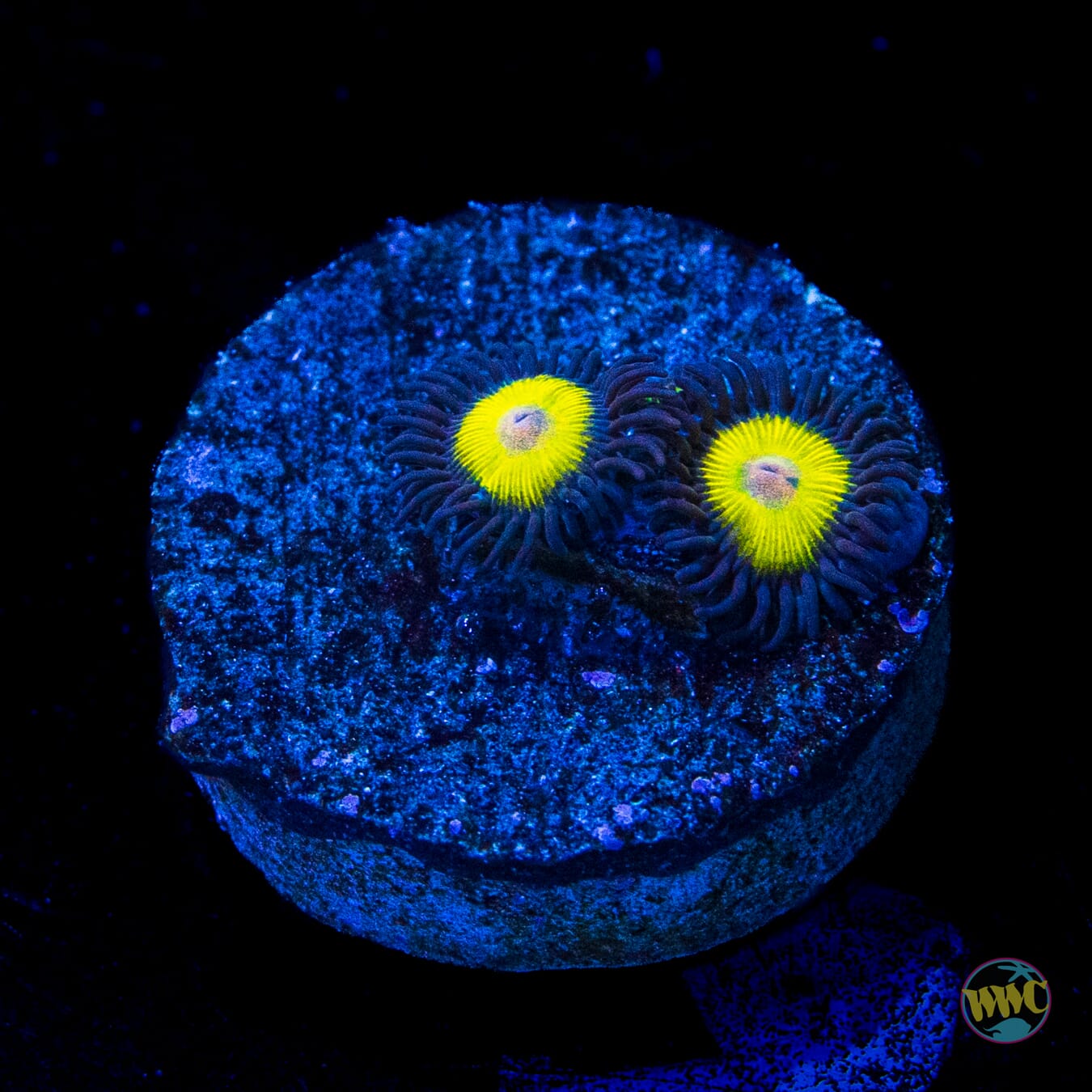 Golden Eye Zoanthids