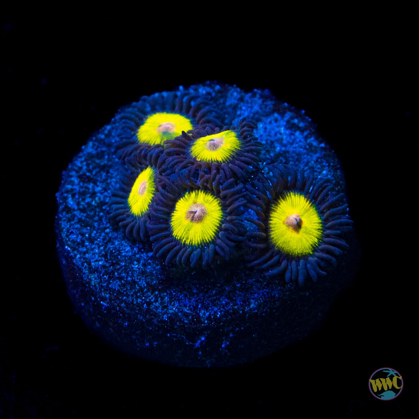 Golden Eye Zoanthids