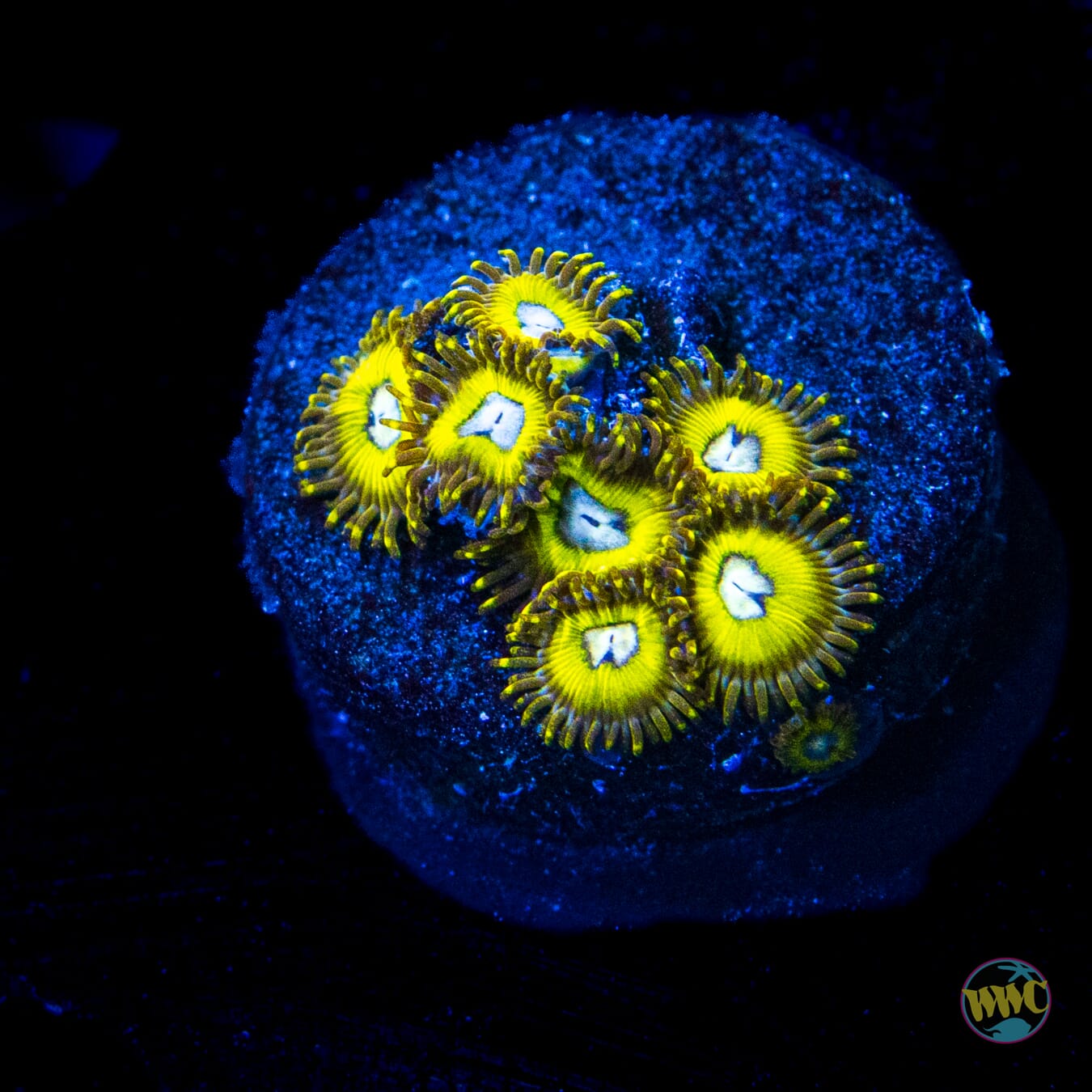 Pikachuz Zoanthids