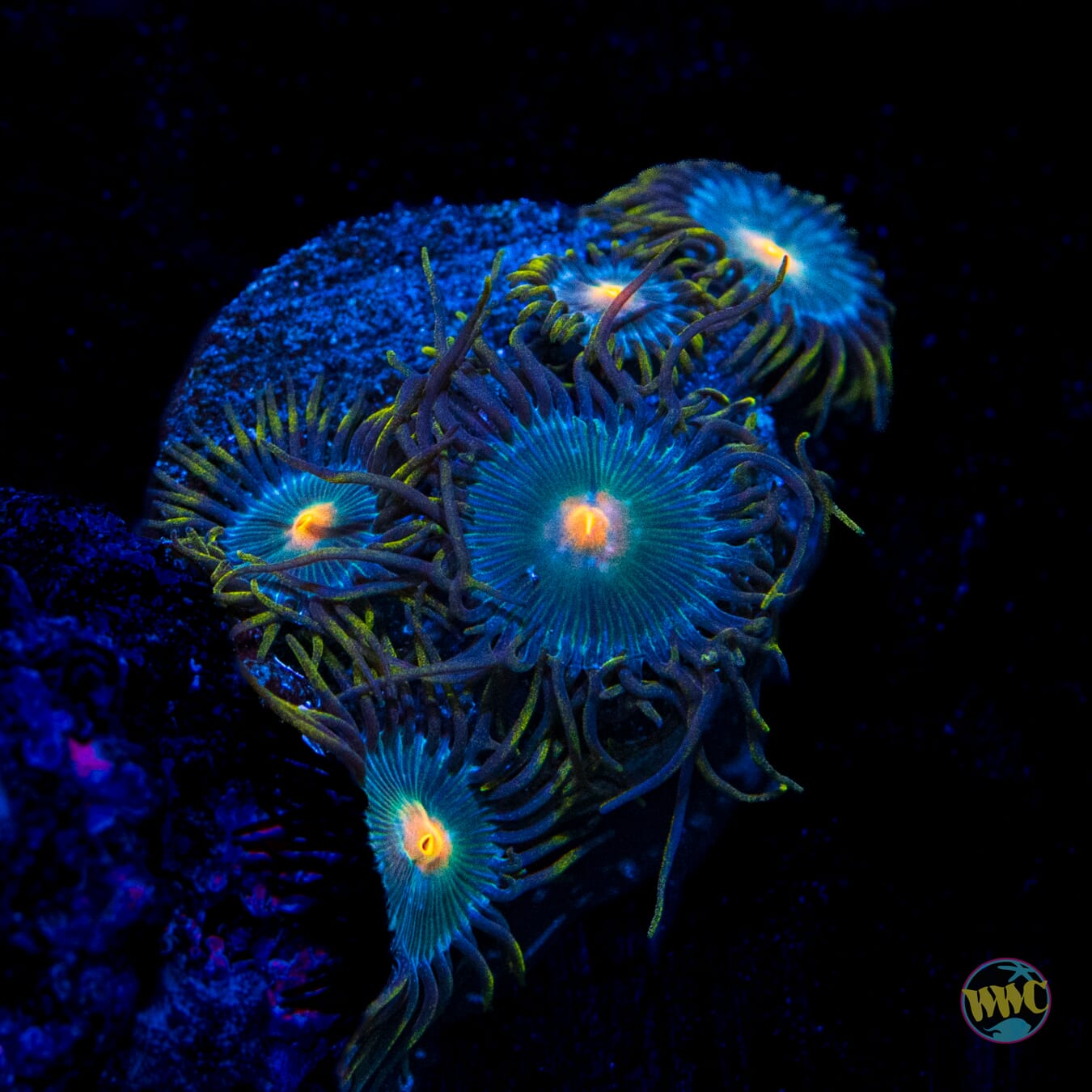 WWC Hairy Gorilla Nipple Zoanthids