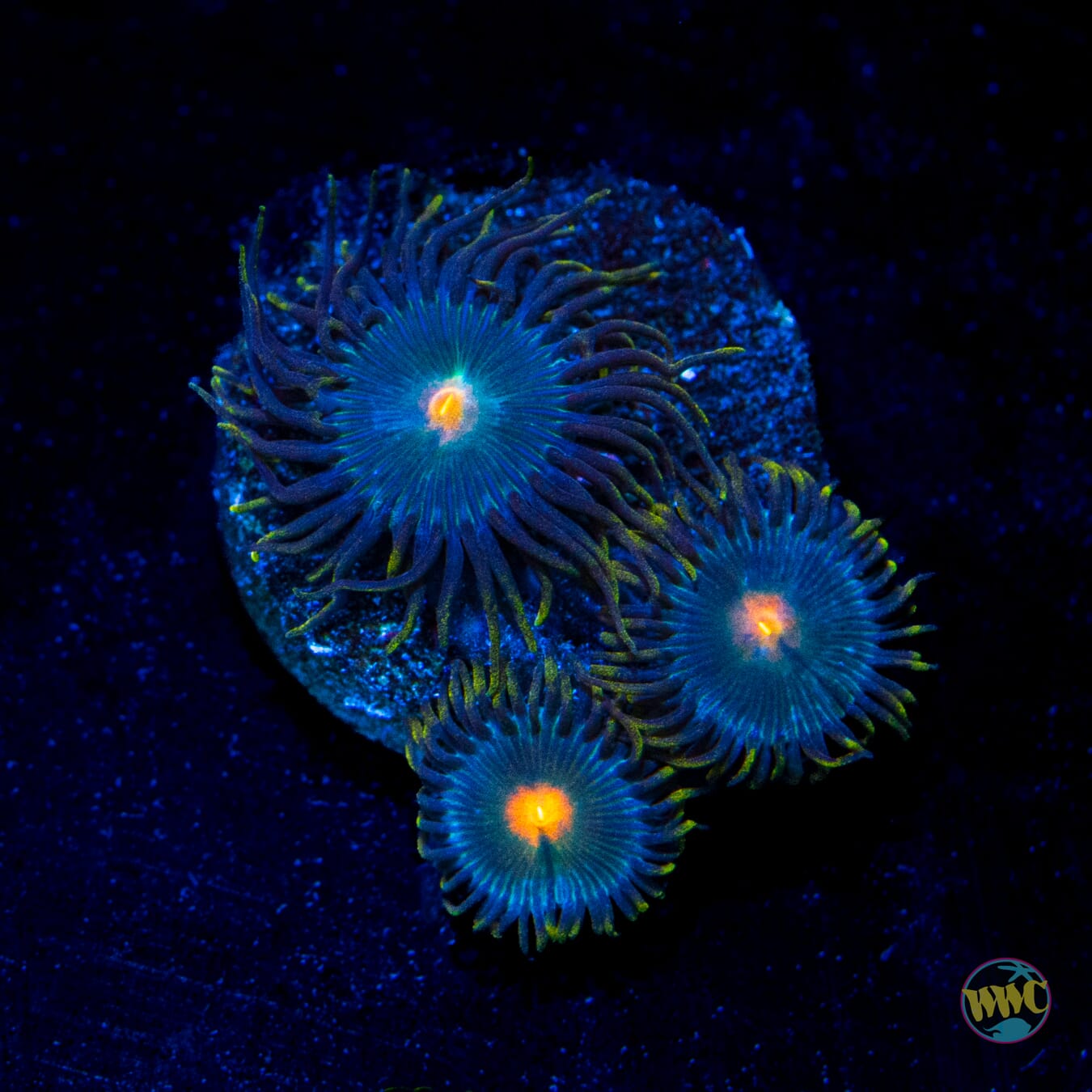 WWC Hairy Gorilla Nipple Zoanthids