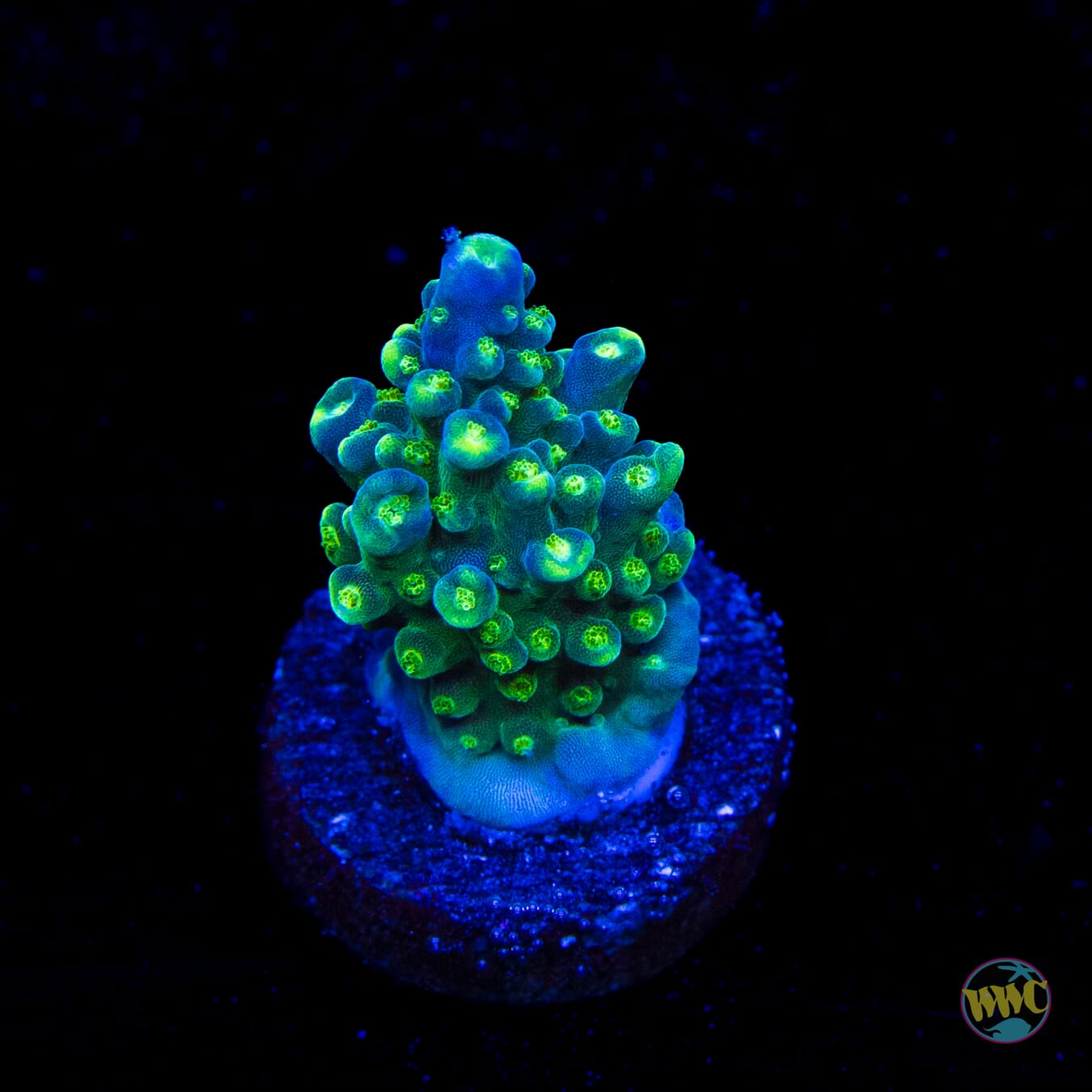 Paletta Tricolor Acropora
