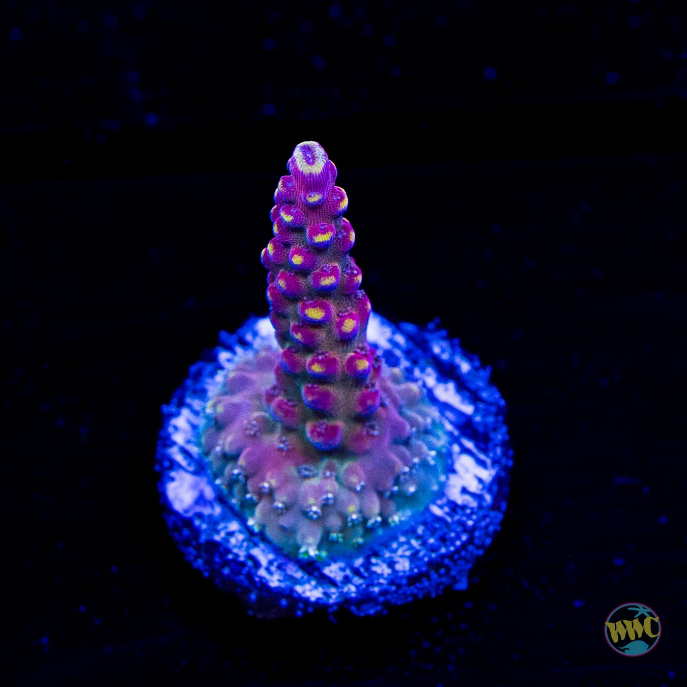 Bali Shortcake Acropora