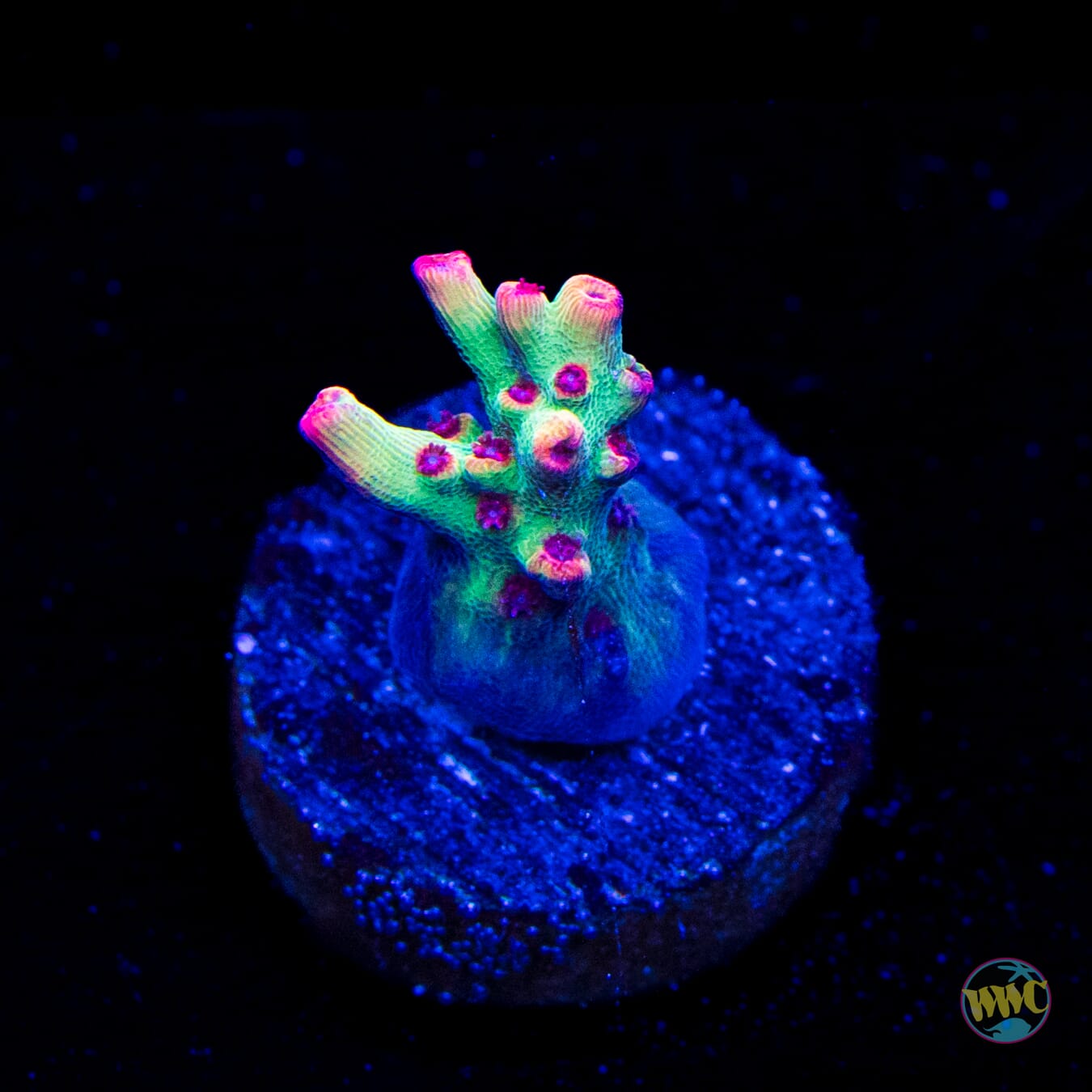 Strawberry Shortcake Acropora