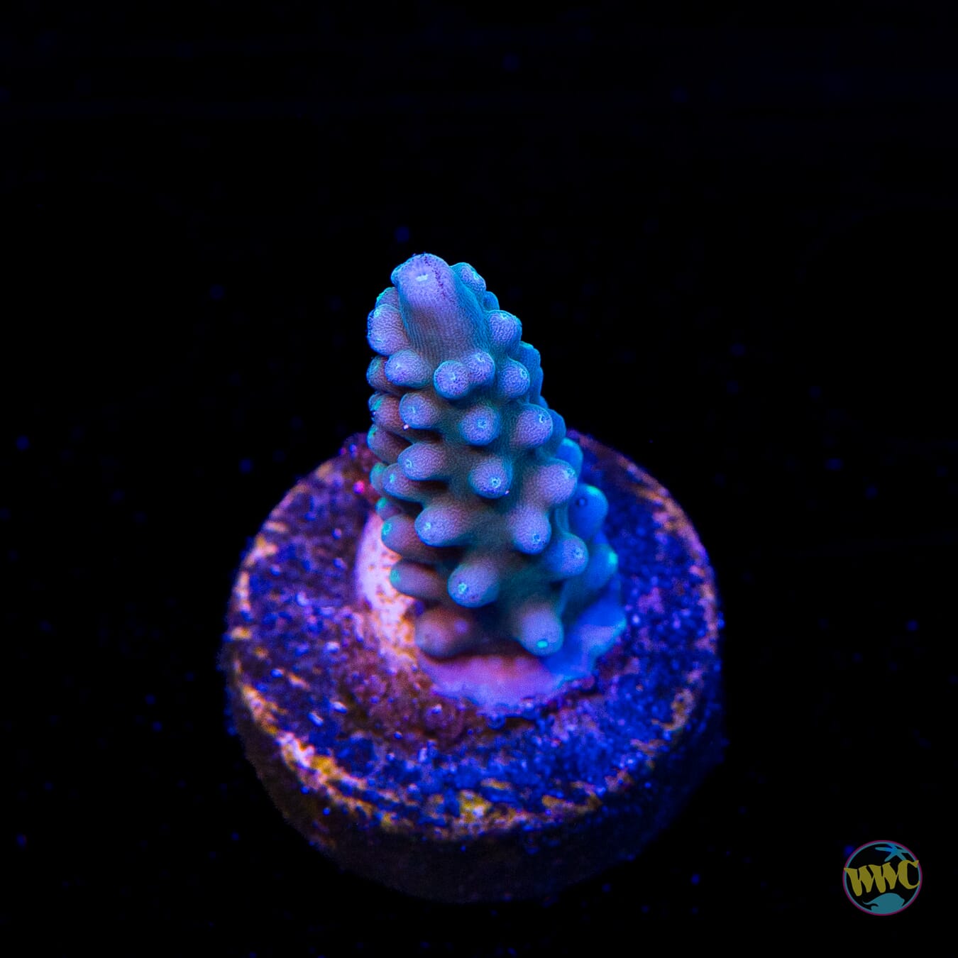 WWC Blue Lightning Stag Acropora