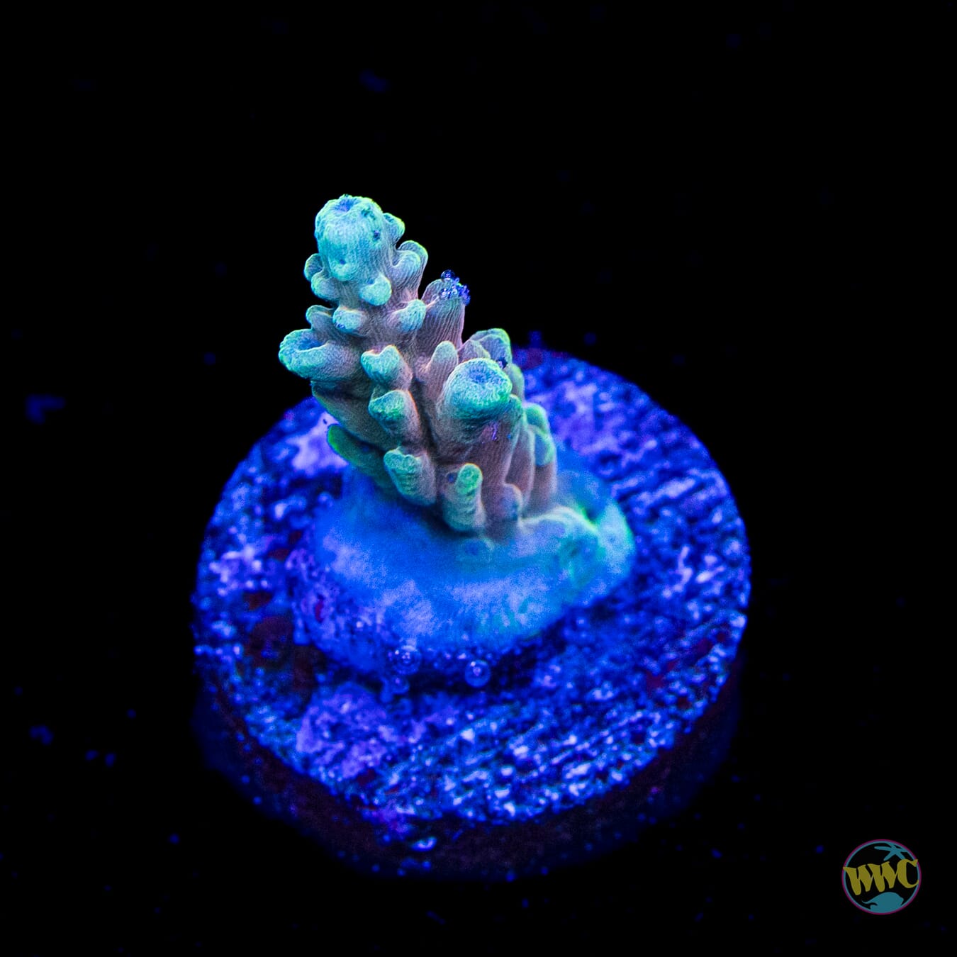 WWC Inner Planet Acropora
