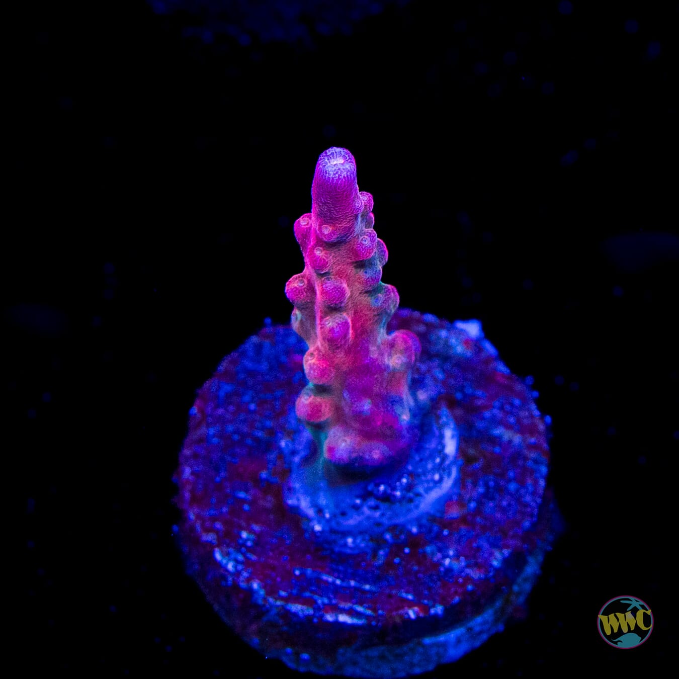 Jason Fox B33 Bomber Acropora