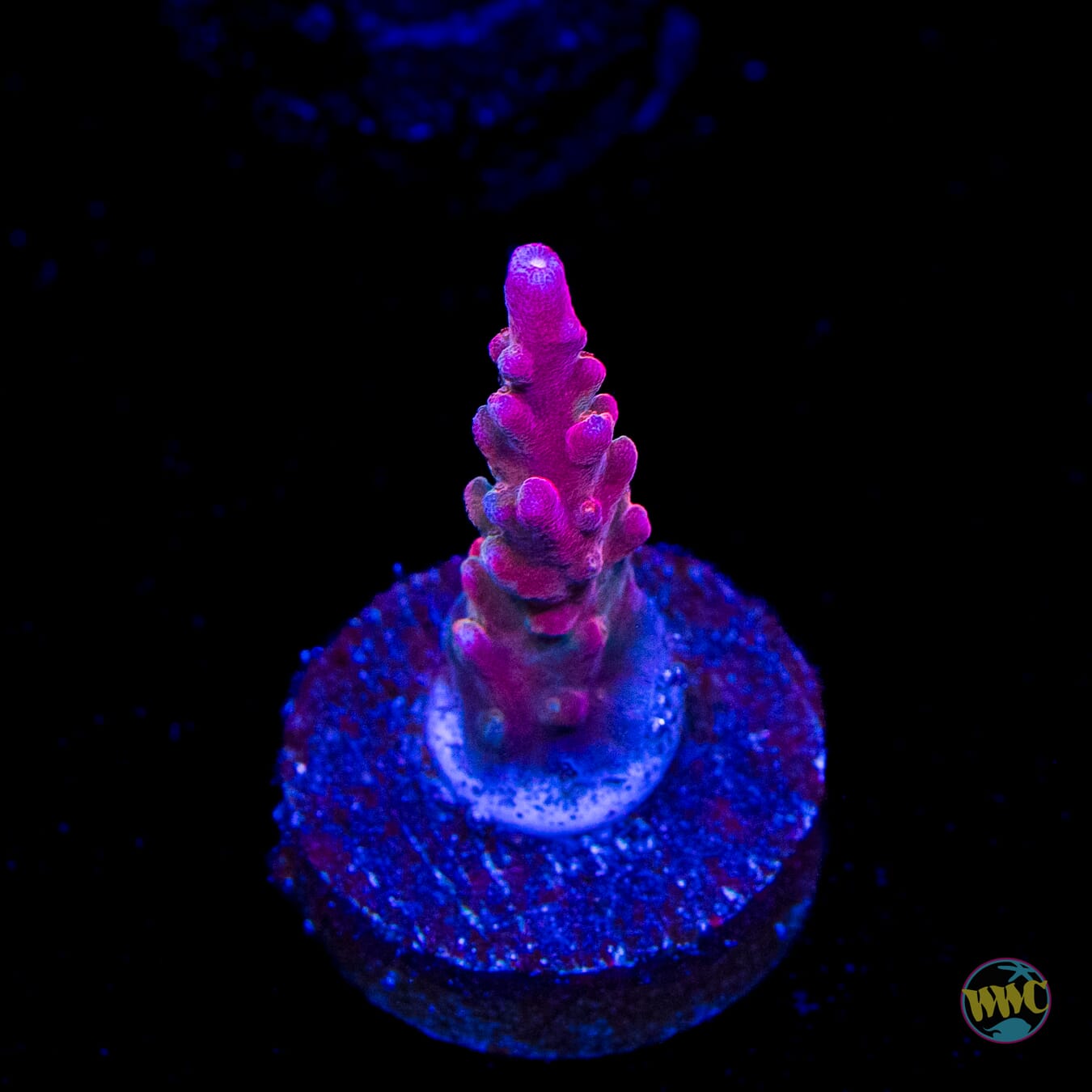 Jason Fox B33 Bomber Acropora