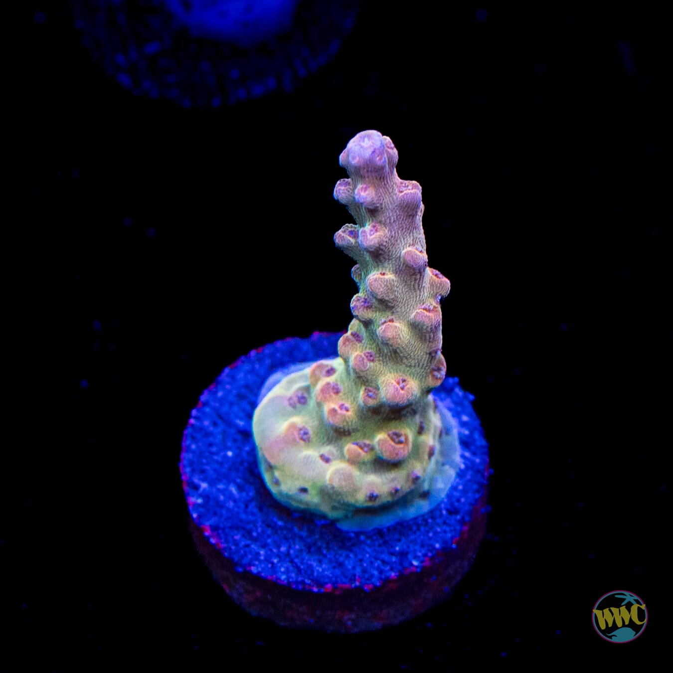 WWC Joe Dirte Acropora