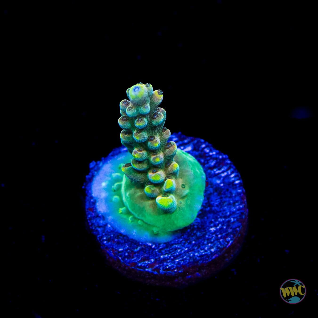 WWC Lady Liberty Acropora