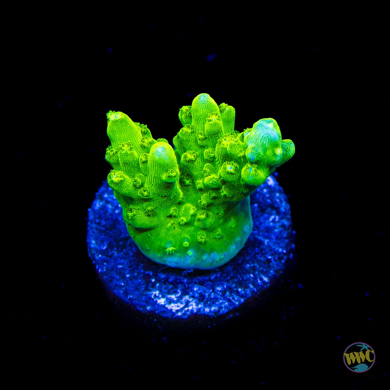 Castells Banana Table Acropora