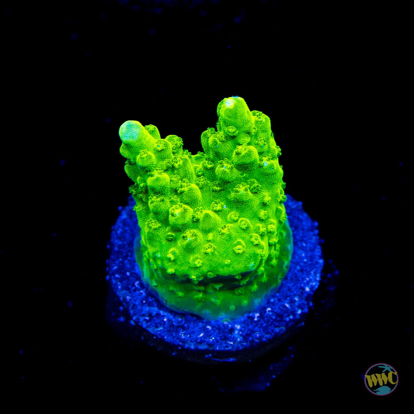 Castells Banana Table Acropora