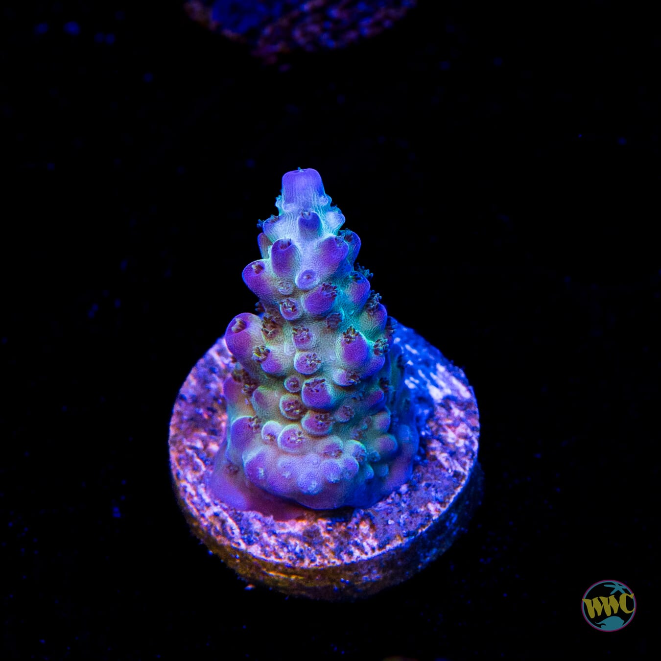 Jason Fox Sour Twist Acropora