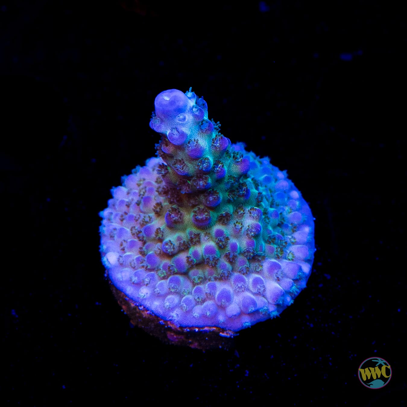 Jason Fox Sour Twist Acropora