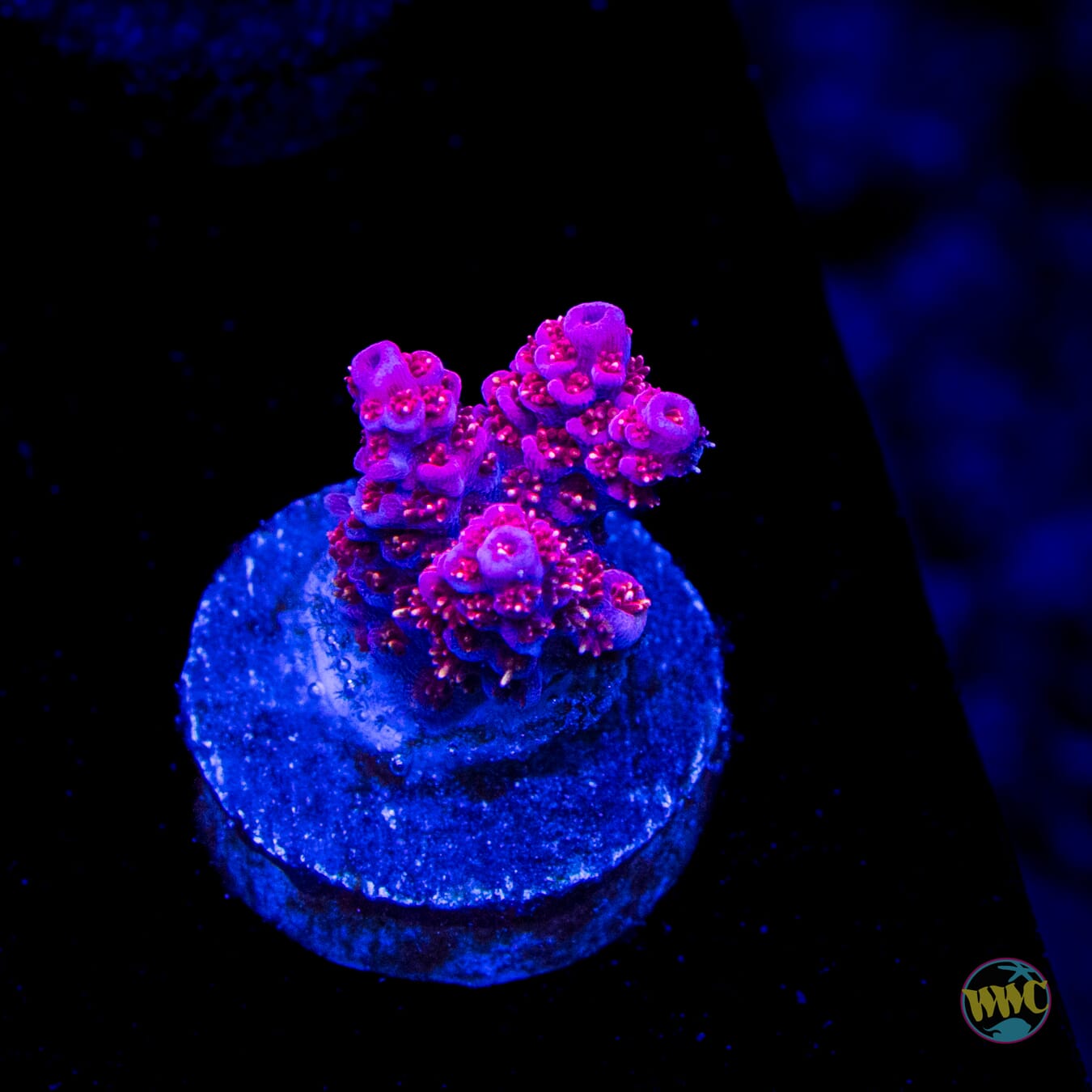WWC Marmalade Melody Acropora