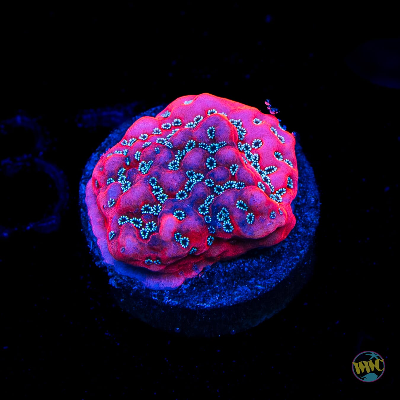 WWC Dragonfruit Montipora
