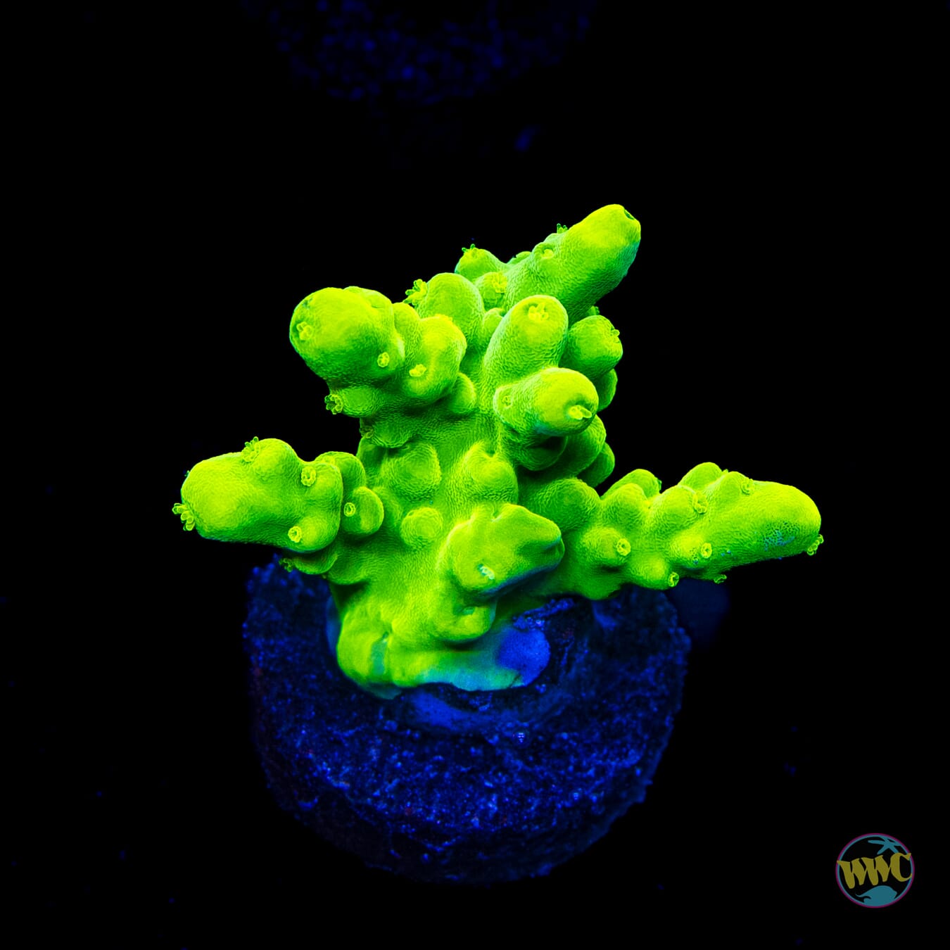 WWC Yellow Austera Acropora