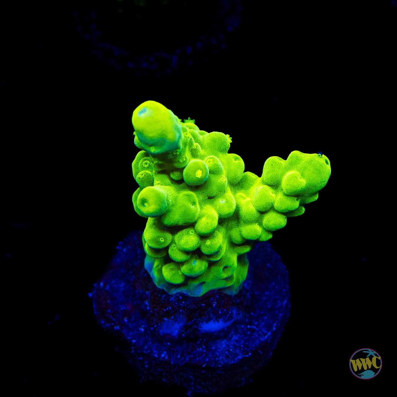 WWC Yellow Austera Acropora
