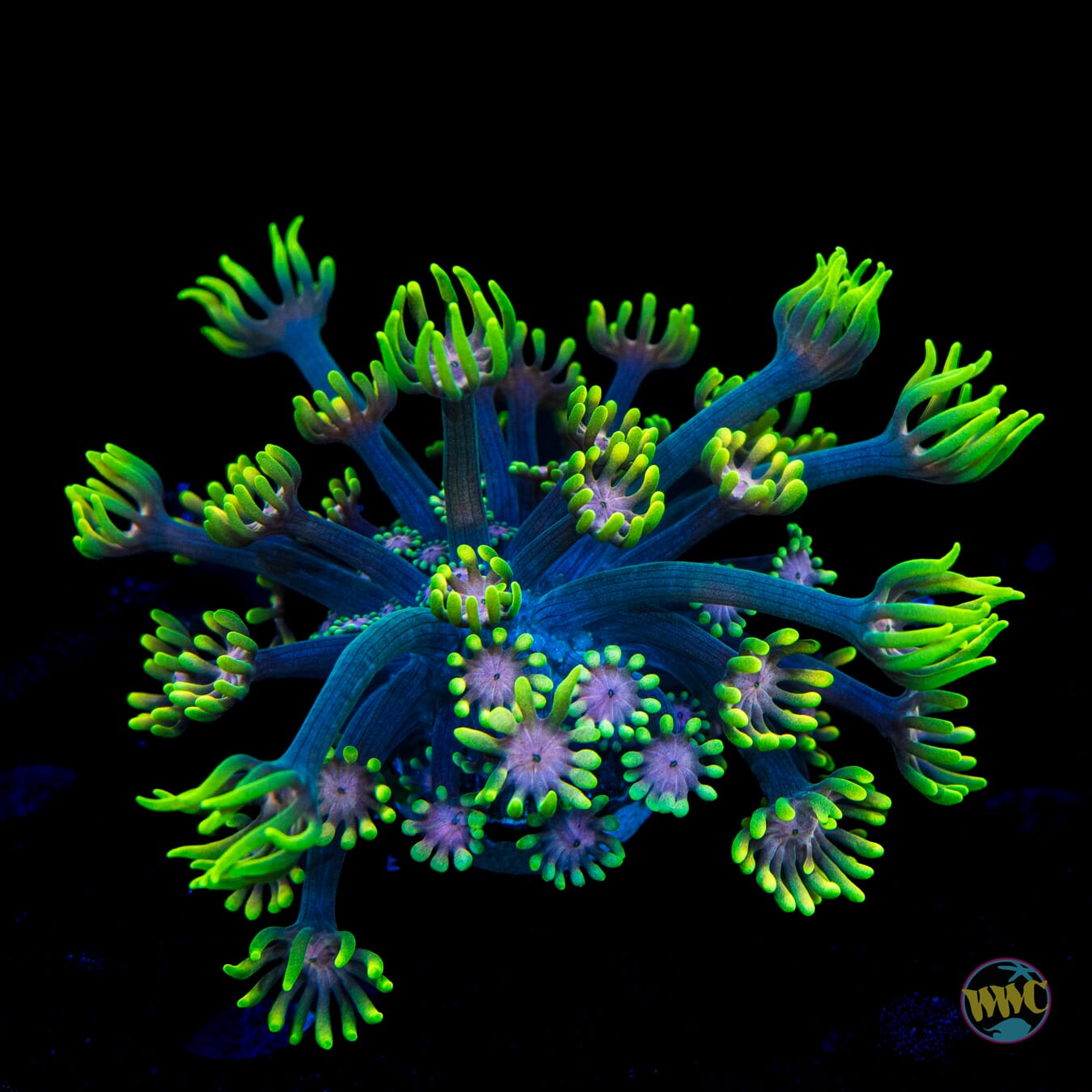 Guava Berry Goniopora