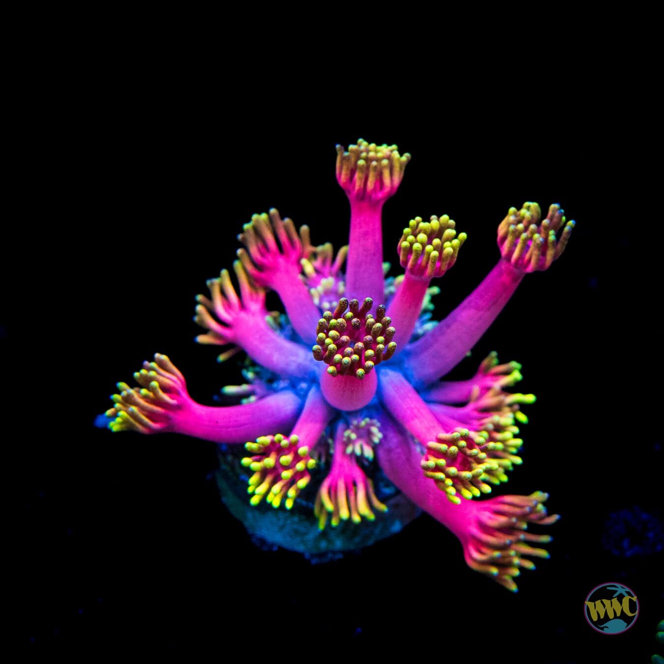 WWC Hollywood Nights Goniopora