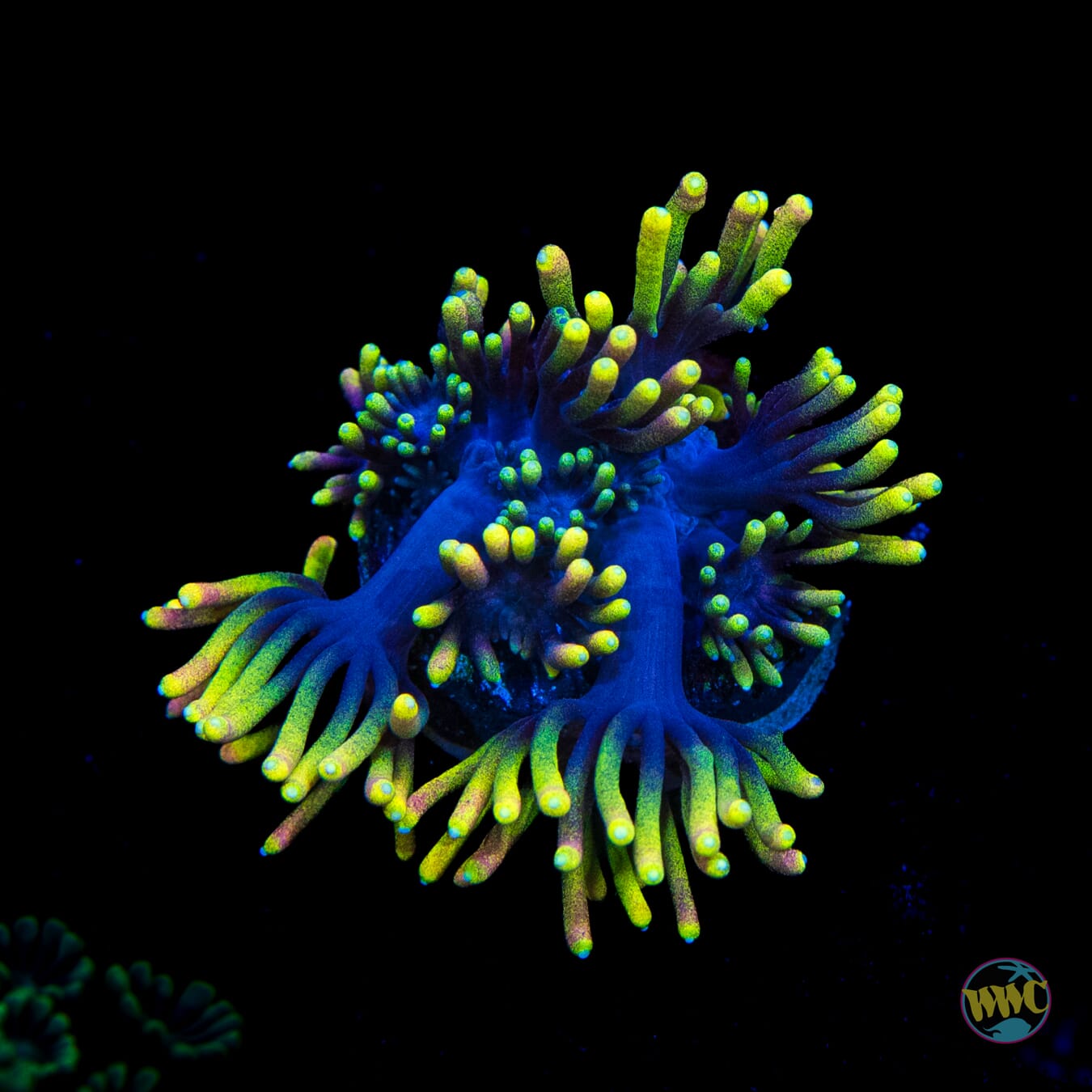 WWC Sunflower Goniopora