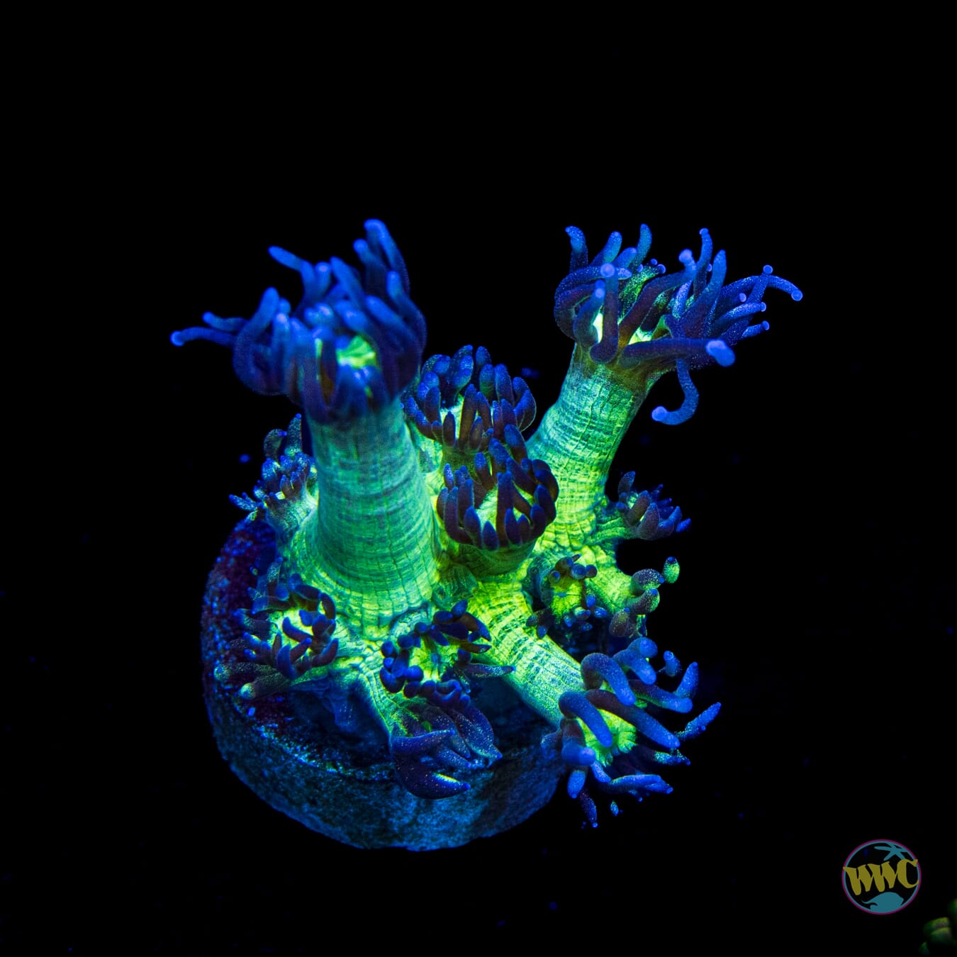 WWC Shadow Flame Goniopora