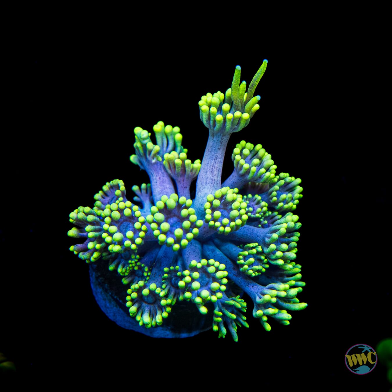 WWC Hail Hydra Goniopora