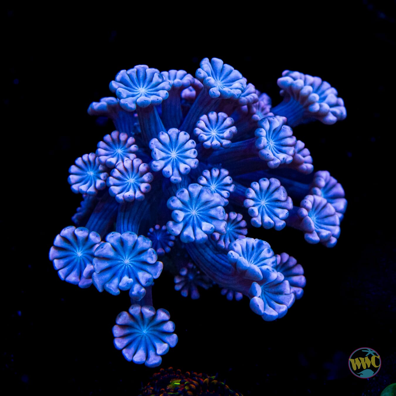 I Love Lavender Alveopora