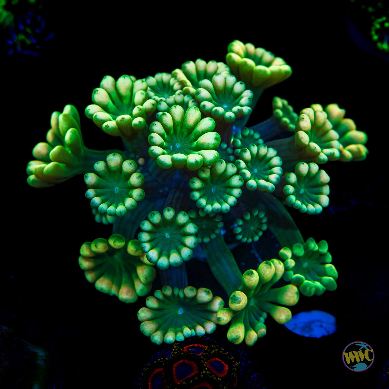 WWC Hologram Alveopora