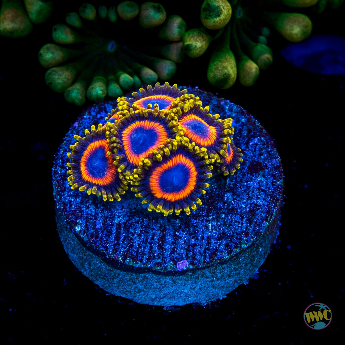 Eagle Eye Zoanthids