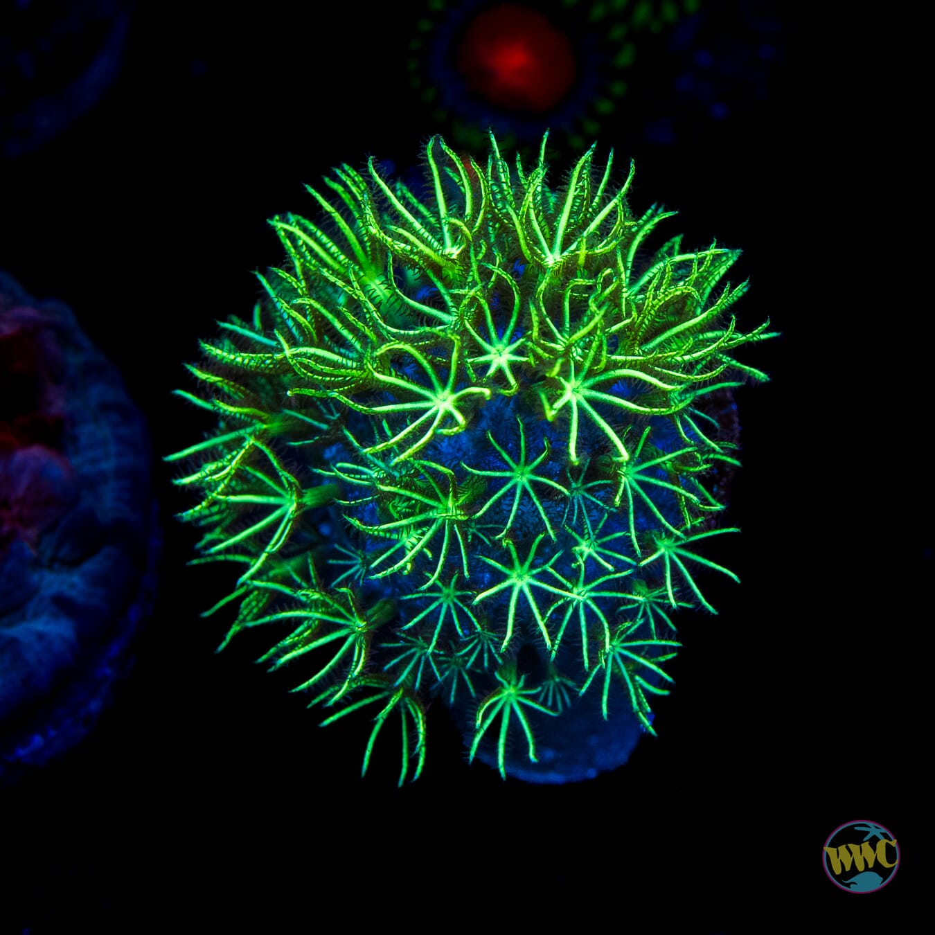 WWC Sizzling Star Polyps