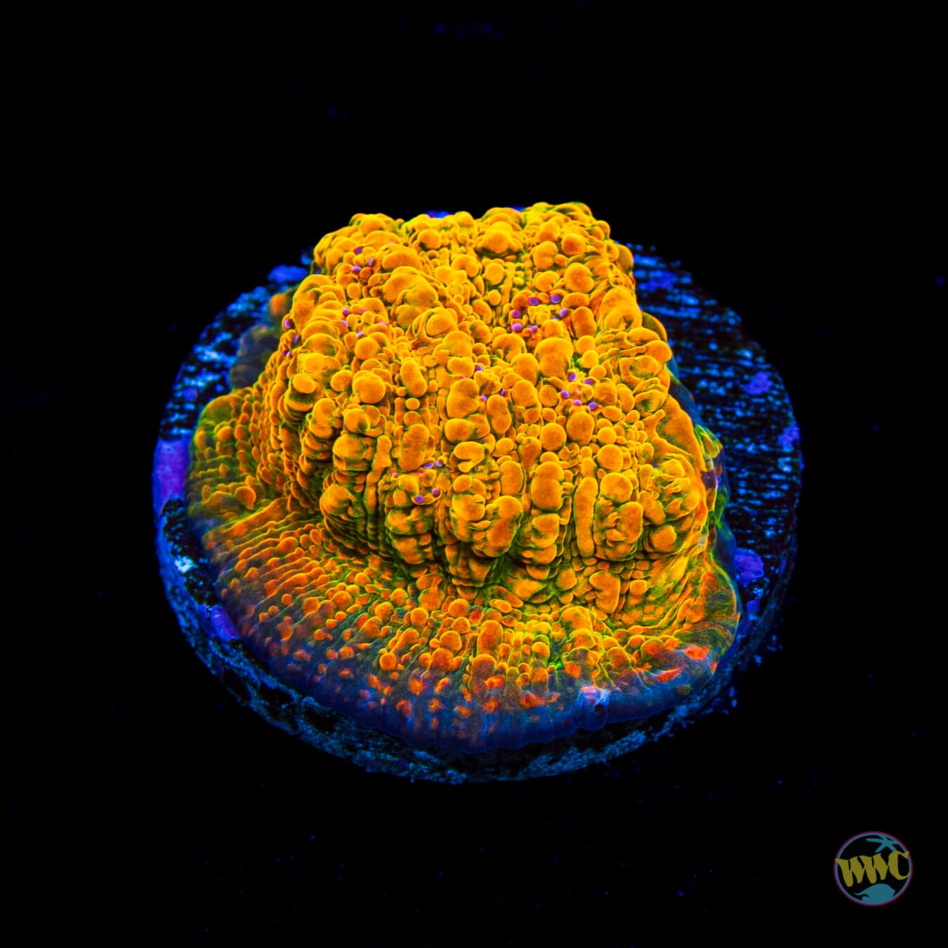 WWC Stellaria Chalice