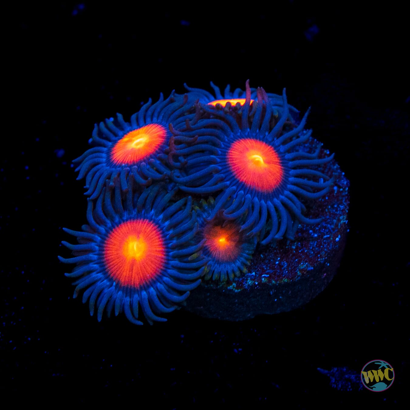 WWC Burning Mans Zoanthids