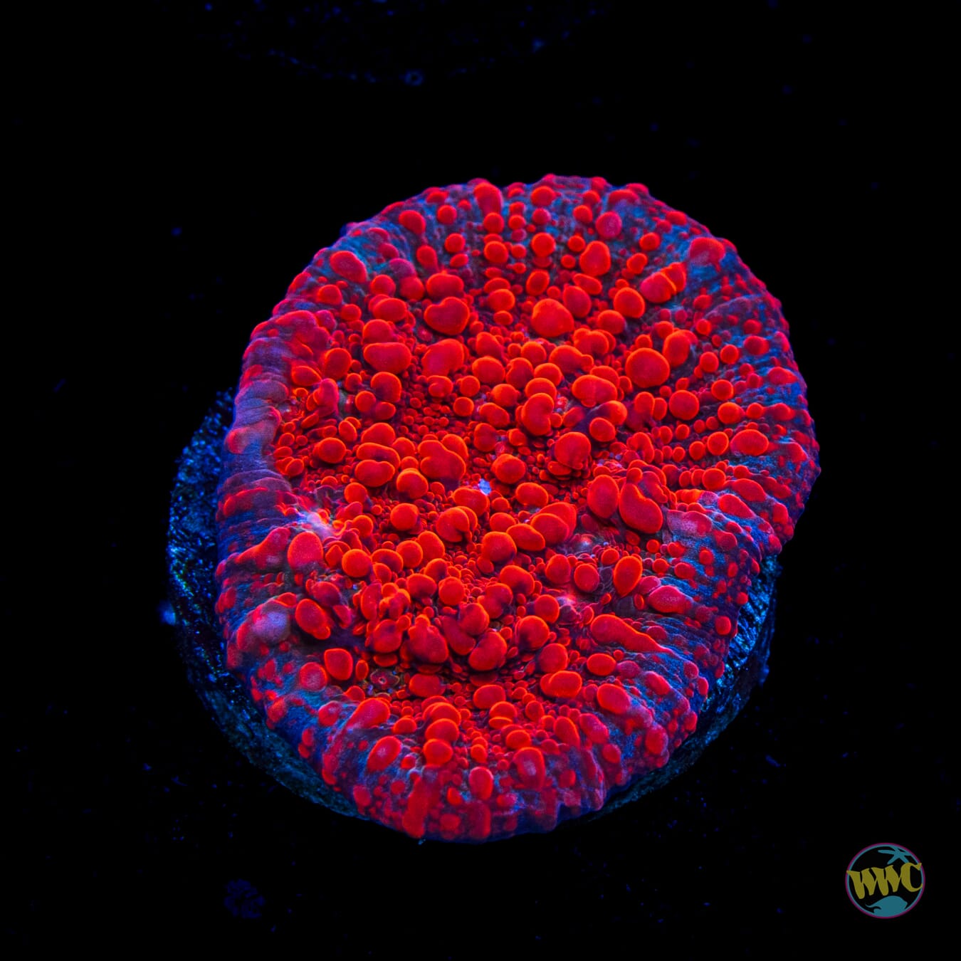 WWC Darth Maul Chalice