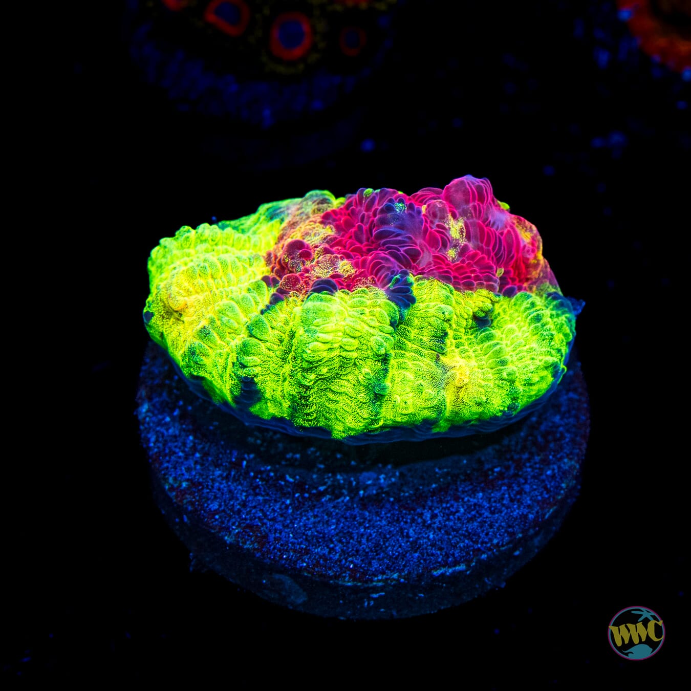 Jason Fox Chemical Reaction Chalice