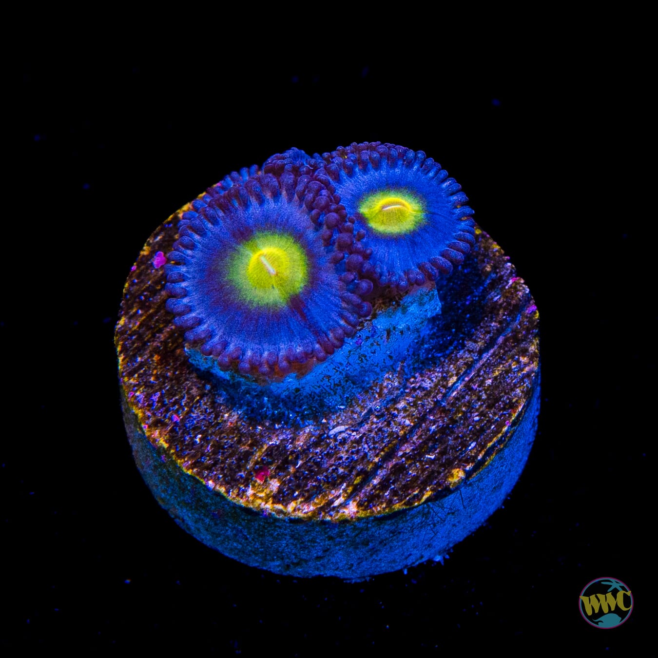 WWC AOI Zoanthids