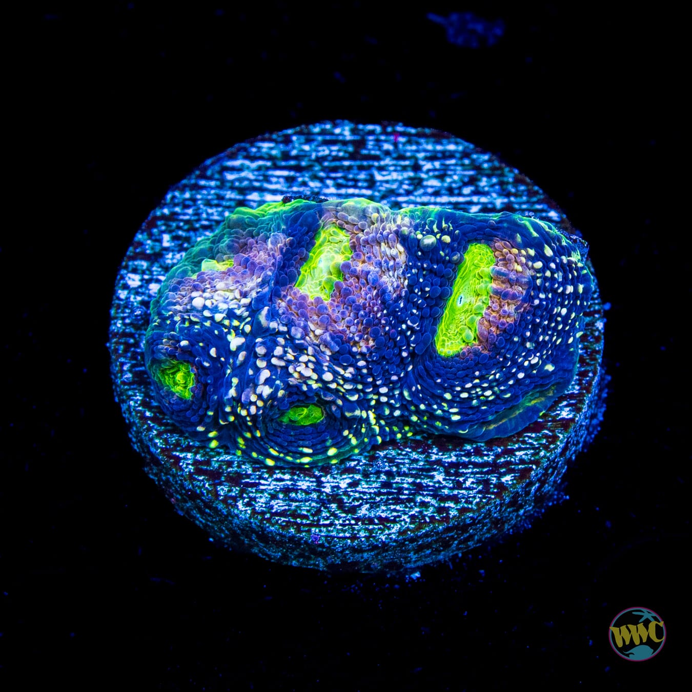 WWC Darkside Matter Echinata