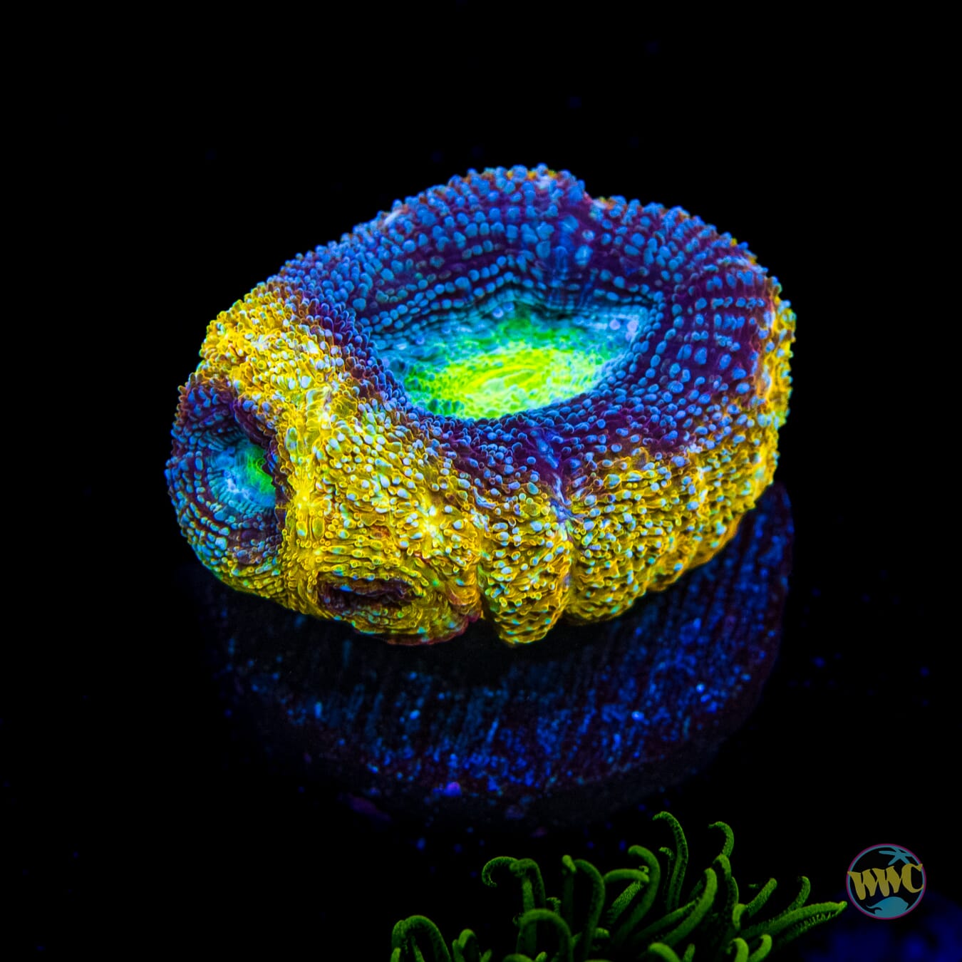 WWC Shaolin Soul Bowerbanki