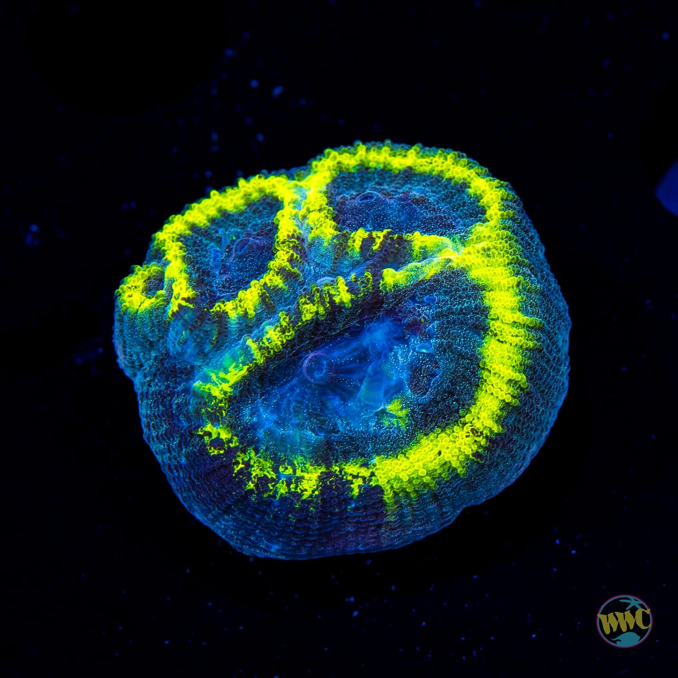 WWC Nuclear Halo Favia