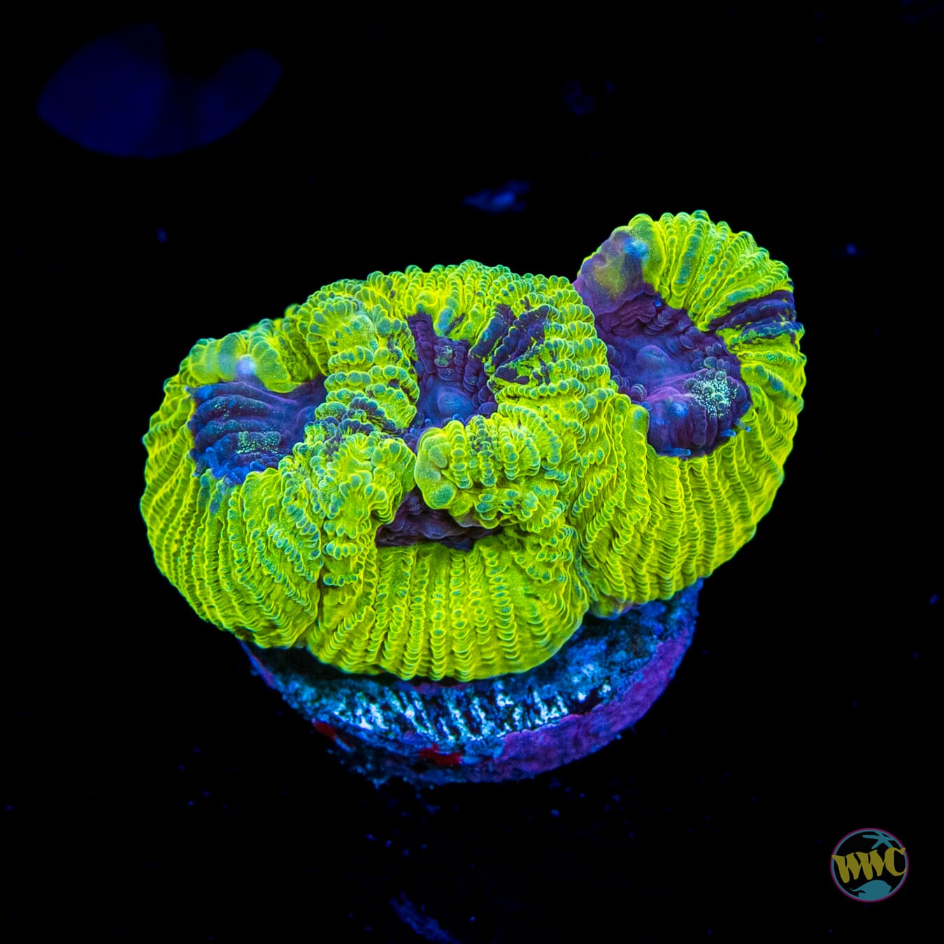 WWC Lemon Zoinkerz Favia