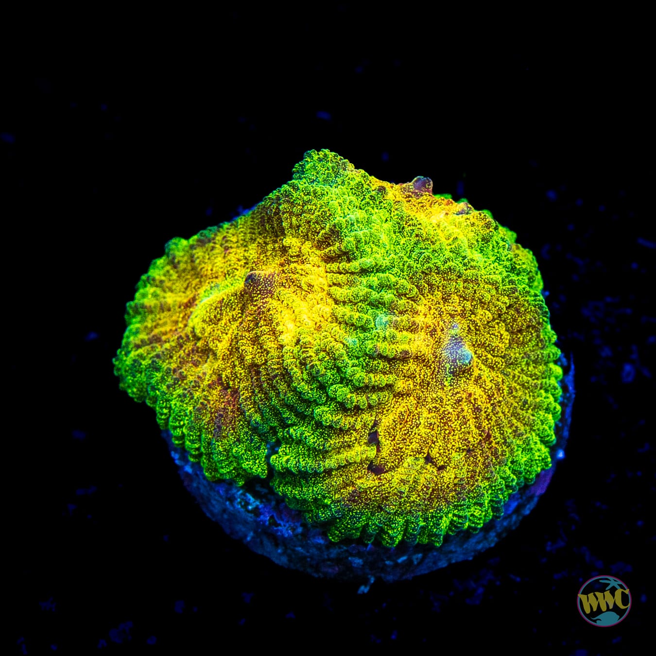 WWC Skull Crusher Favia