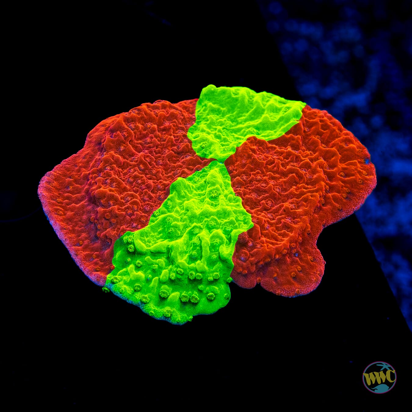 WWC Jaw Breaker Grafted Montipora